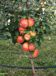 Grim's Greenhouse Bukeye Gala Apple Tree