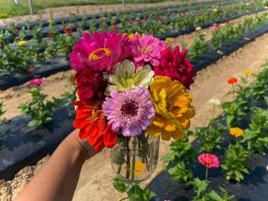 Grims Orchard & Family Farm fall flower experience
